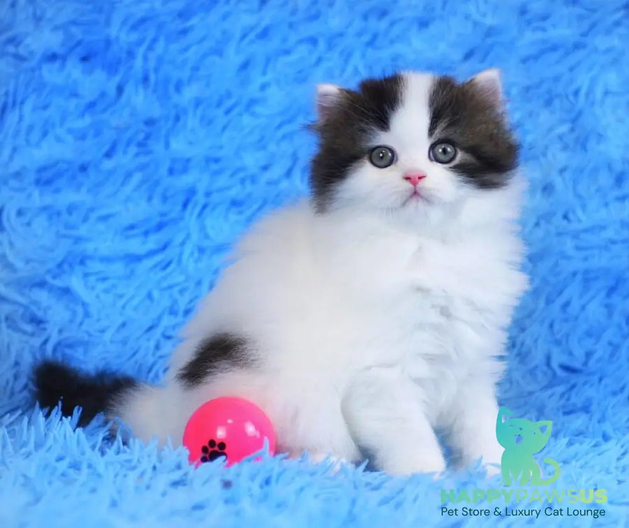Favorite Scottish Straight male black van tabby - live animals
