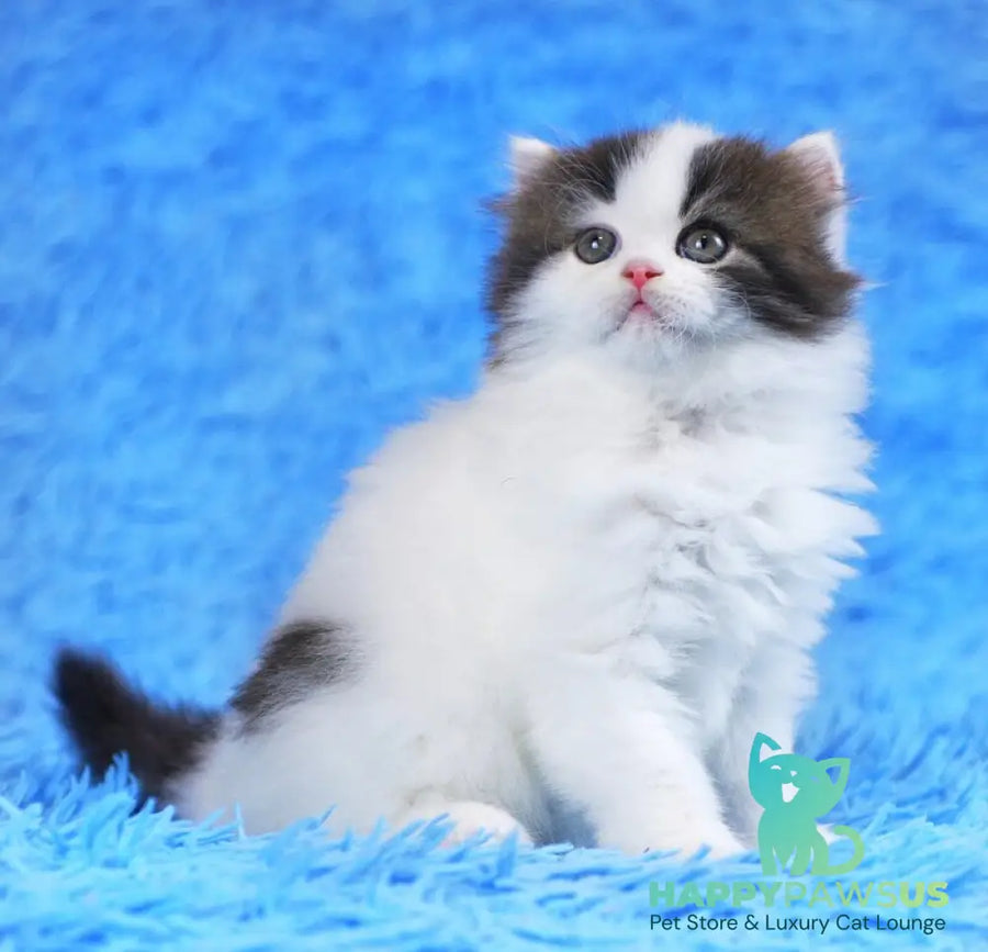 Favorite Scottish Straight male black van tabby - live animals