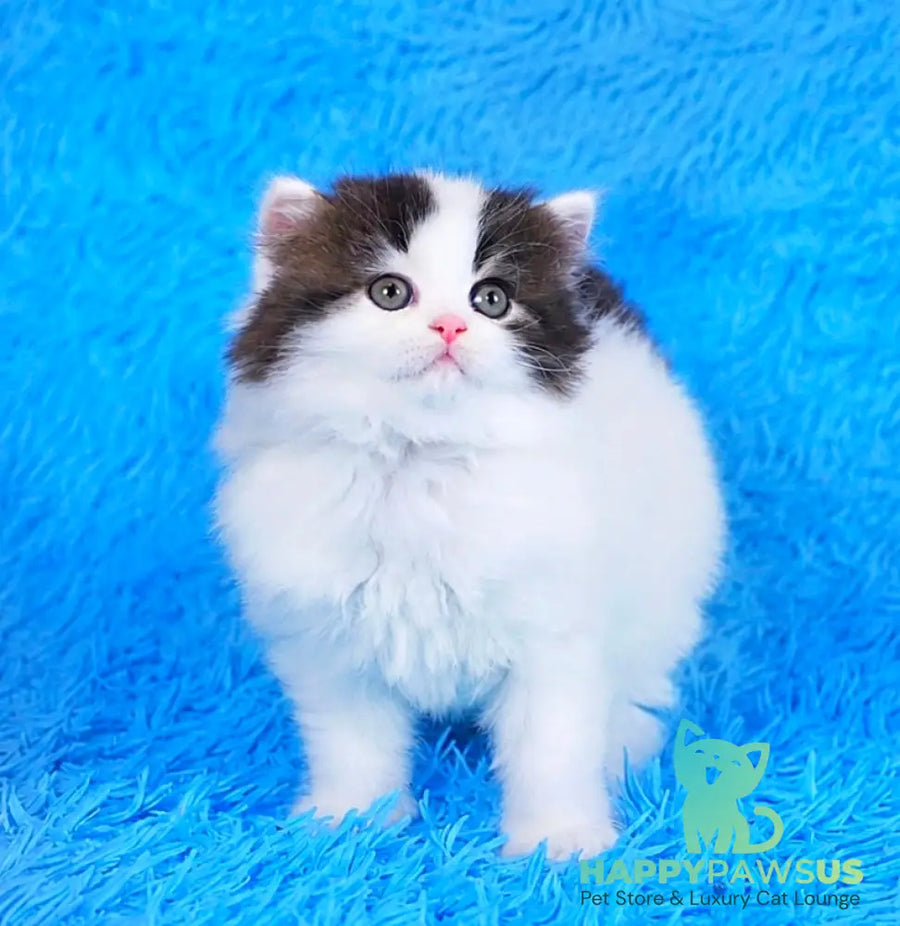 Favorite Scottish Straight male black van tabby - live animals