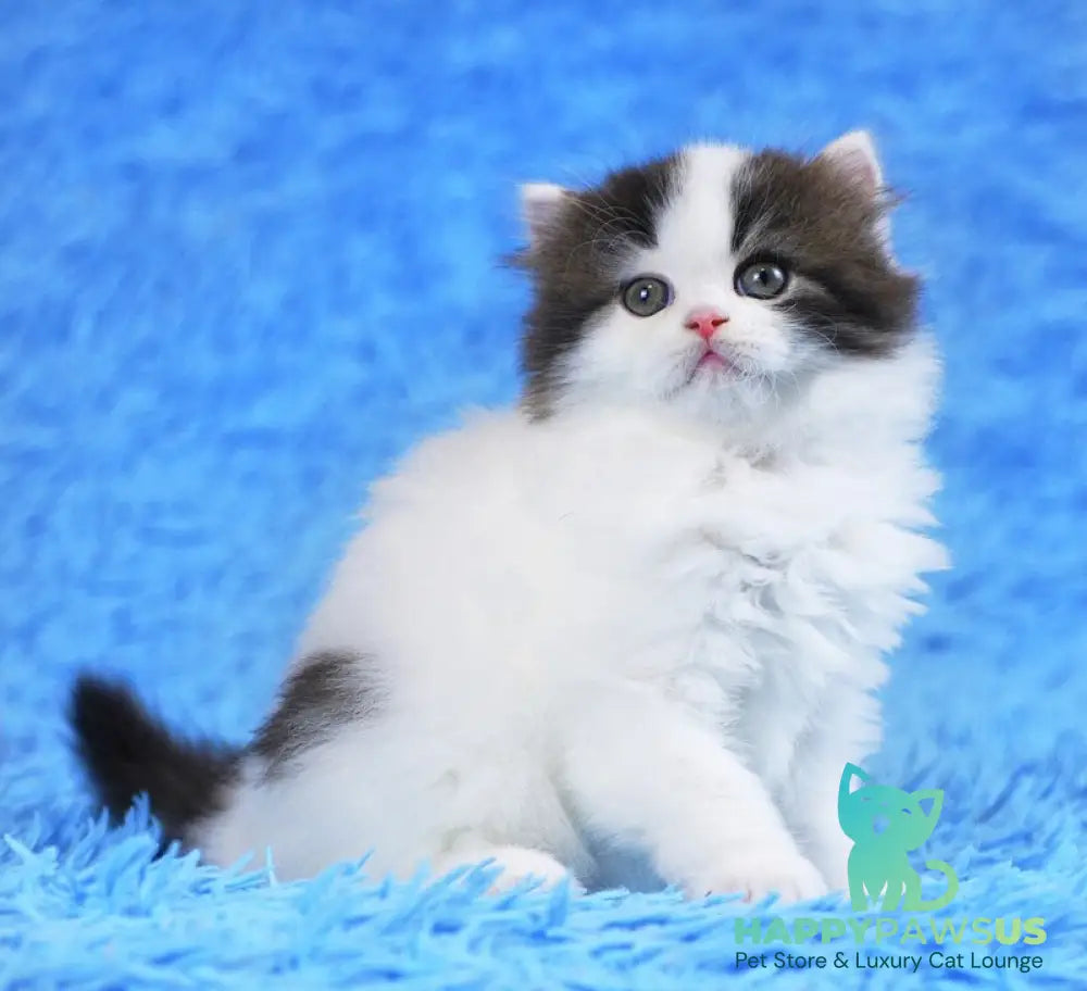 Favorite Scottish Straight male black van tabby - live animals