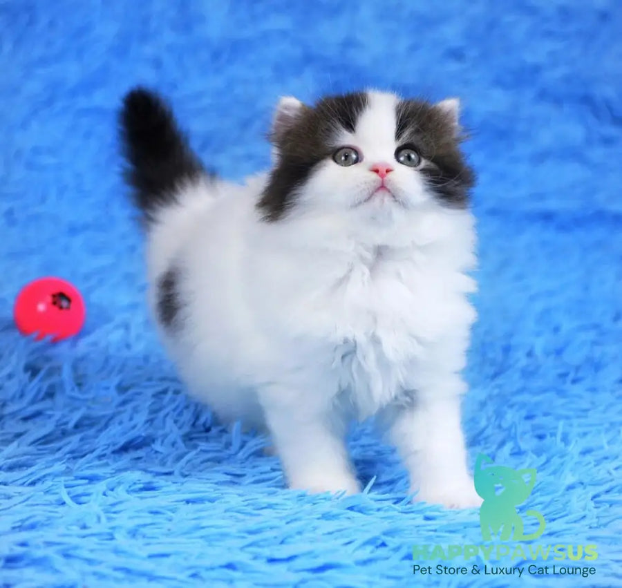 Favorite Scottish Straight male black van tabby - live animals