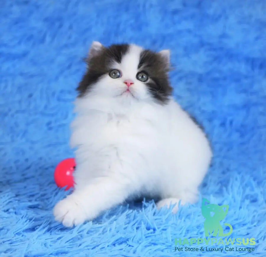 Favorite Scottish Straight male black van tabby - live animals
