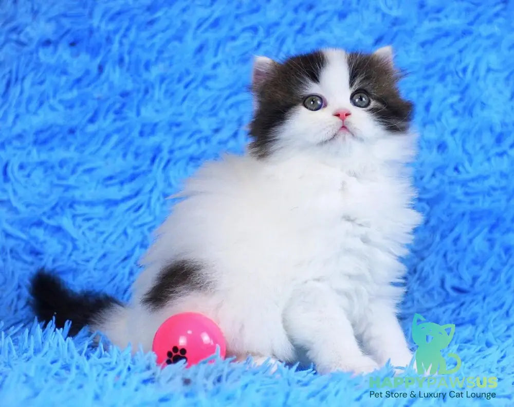 Favorite Scottish Straight male black van tabby - live animals