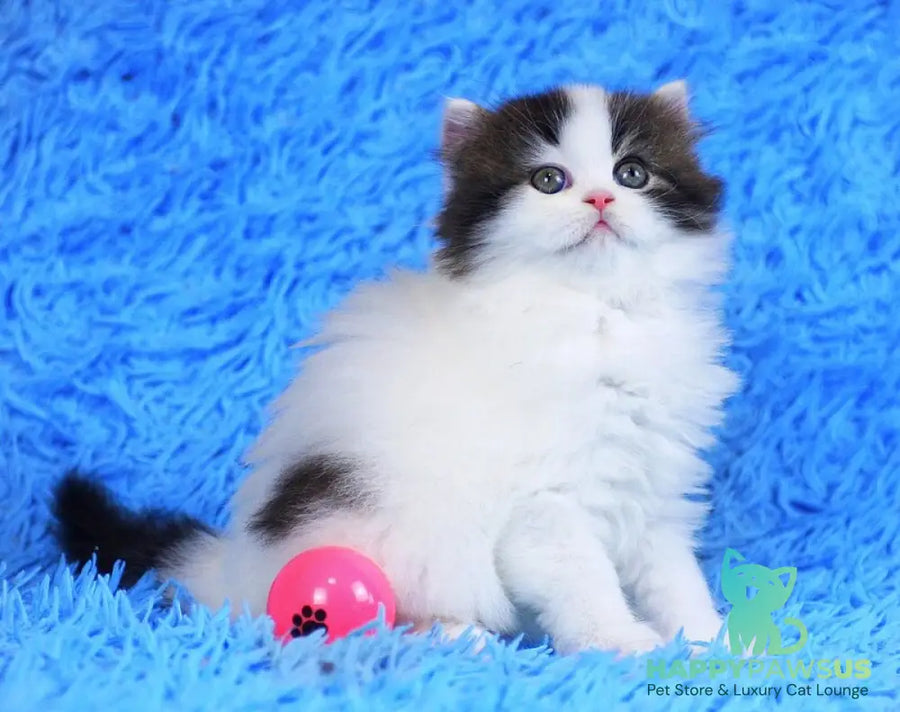 Favorite Scottish Straight male black van tabby - live animals