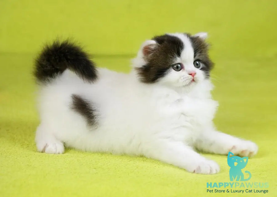 Favorite Scottish Straight male black van tabby - live animals