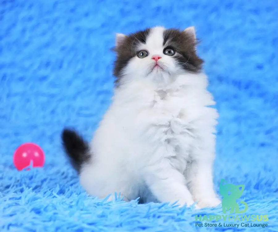 Favorite Scottish Straight male black van tabby - live animals