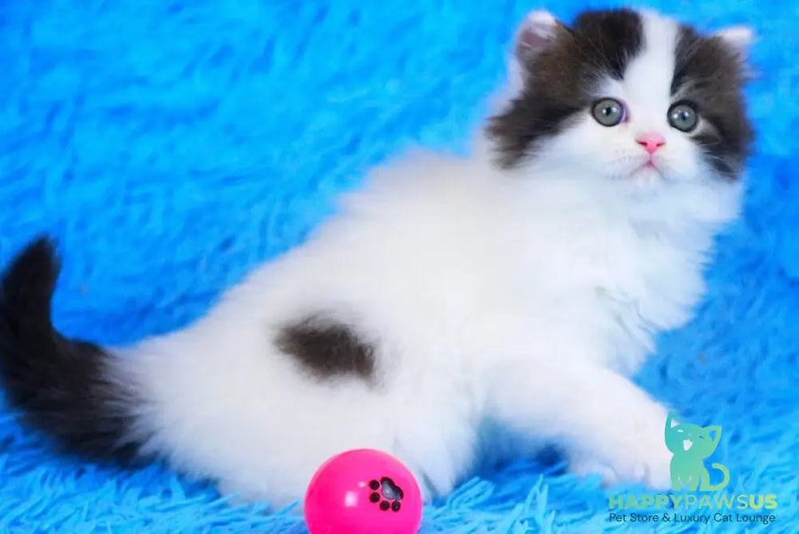 Favorite Scottish Straight male black van tabby - live animals