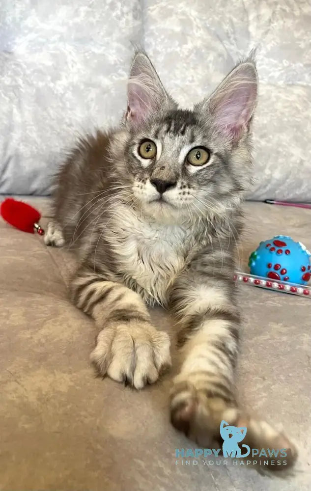 Favourite Maine Coon male black silver tabby live animals