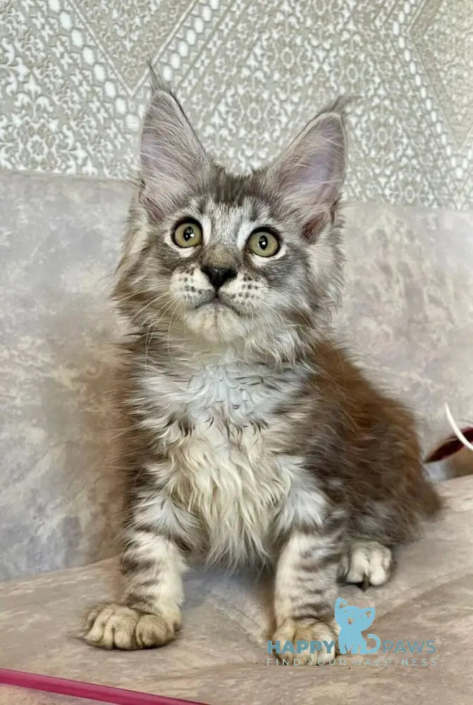 Favourite Maine Coon male black silver tabby live animals