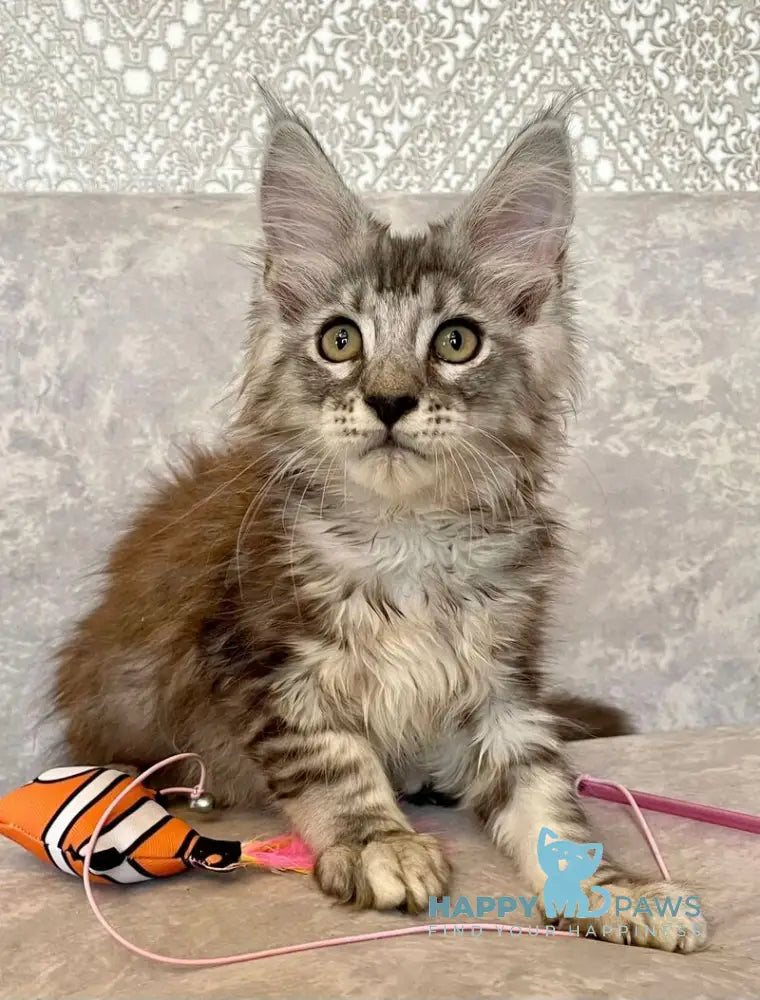 Favourite Maine Coon male black silver tabby live animals