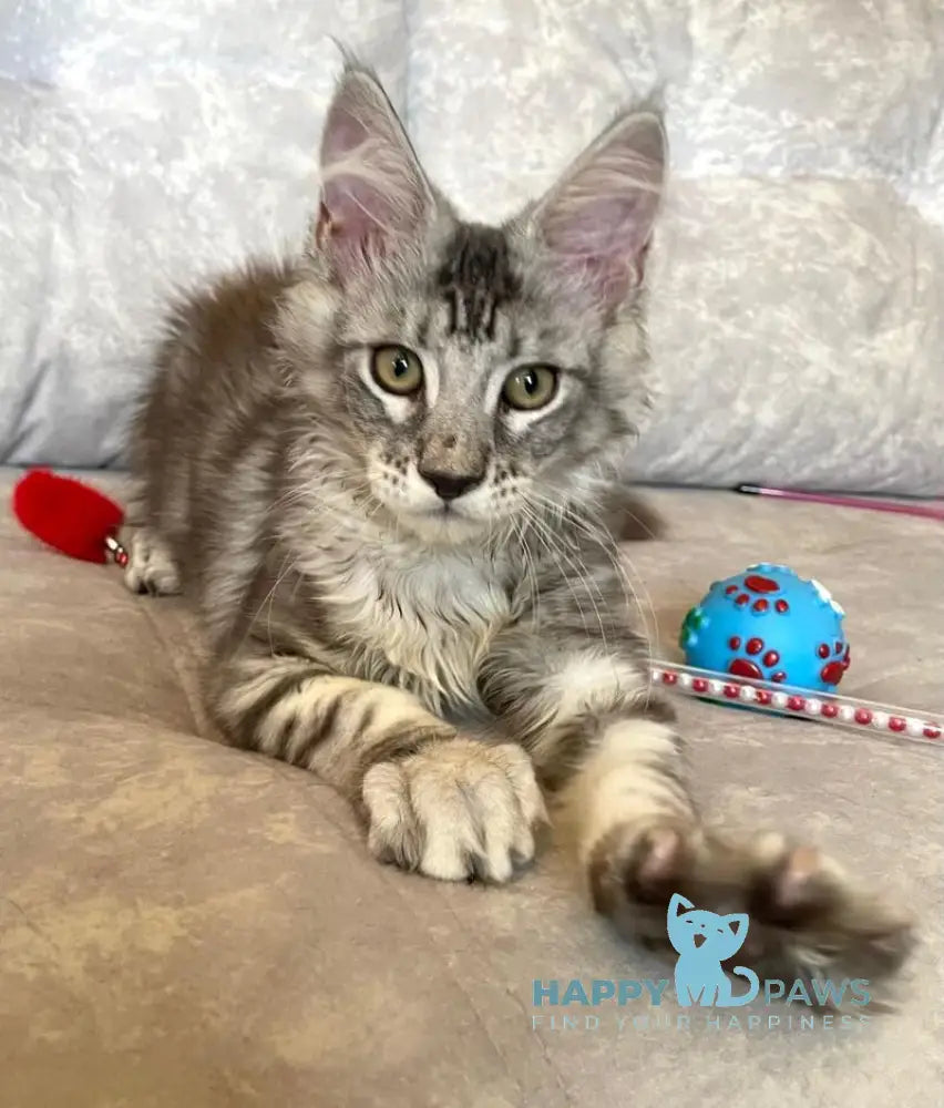 Favourite Maine Coon male black silver tabby live animals