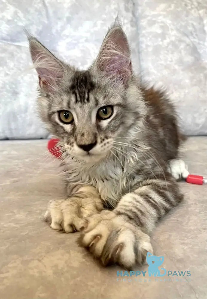 Favourite Maine Coon male black silver tabby live animals