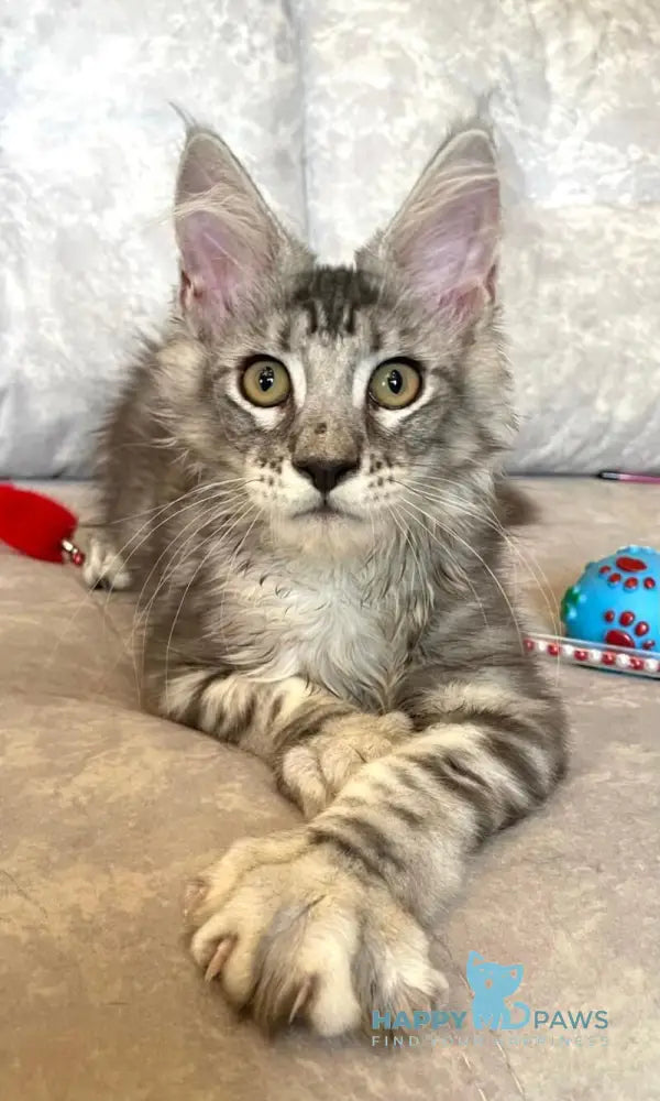 Favourite Maine Coon male black silver tabby live animals