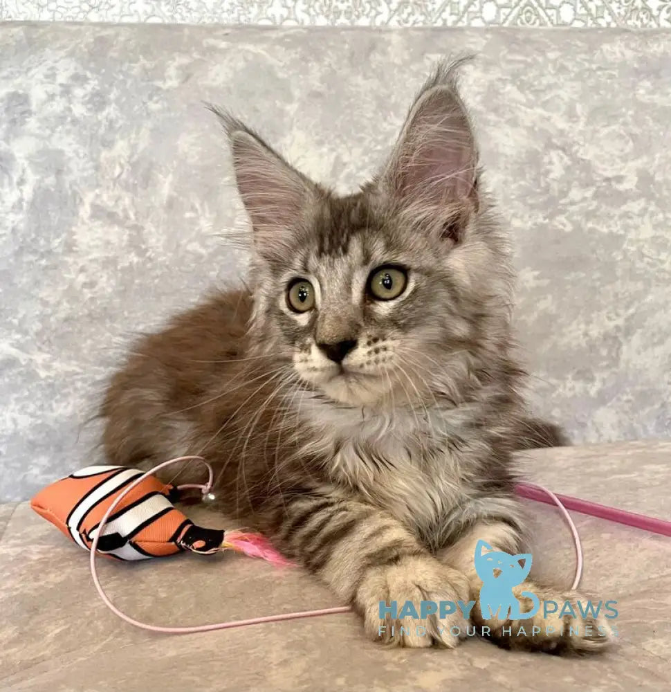 Favourite Maine Coon male black silver tabby live animals