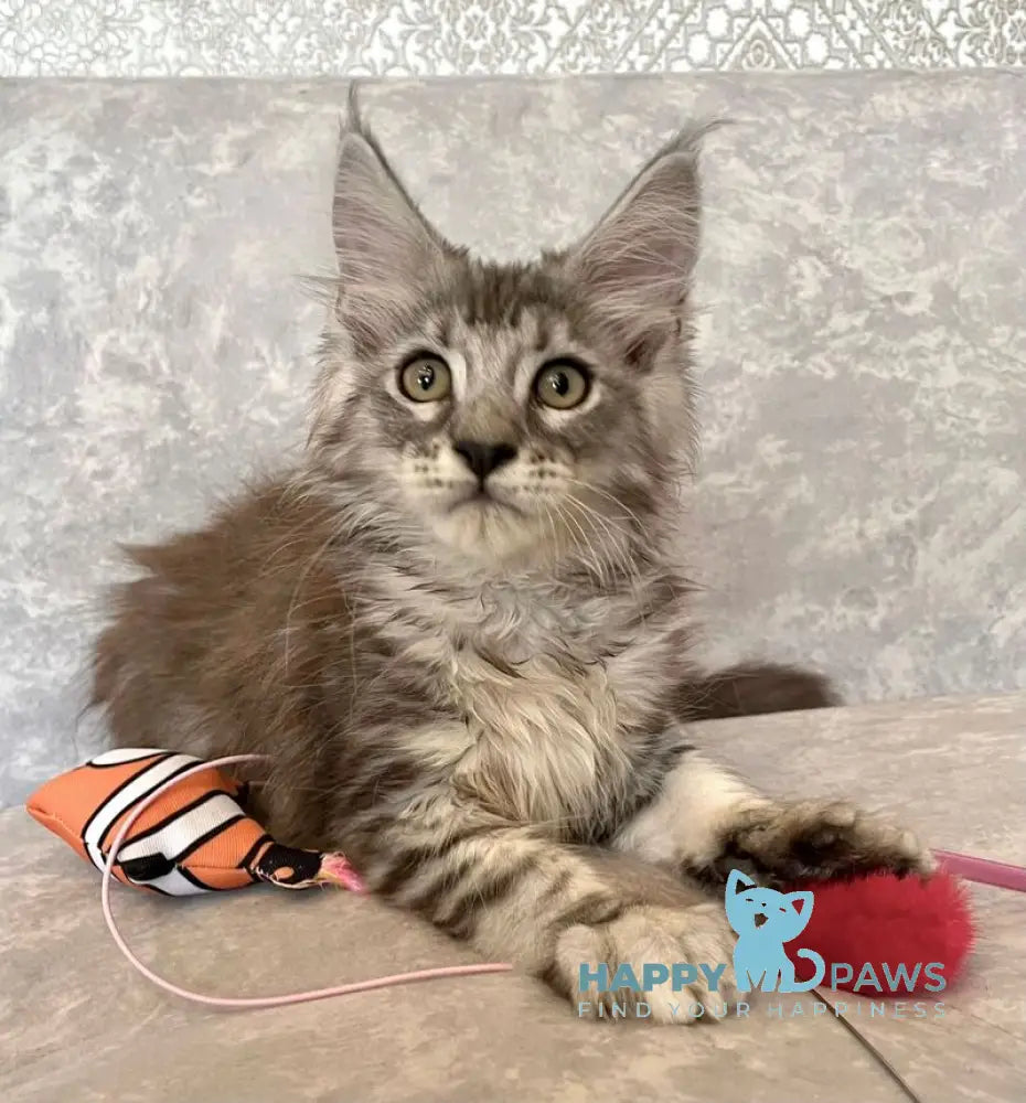 Favourite Maine Coon male black silver tabby live animals