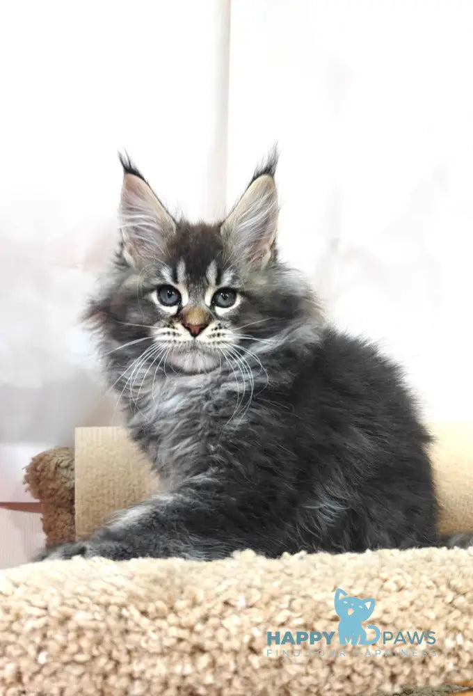 Favourite Maine Coon male black ticked tabby live animals