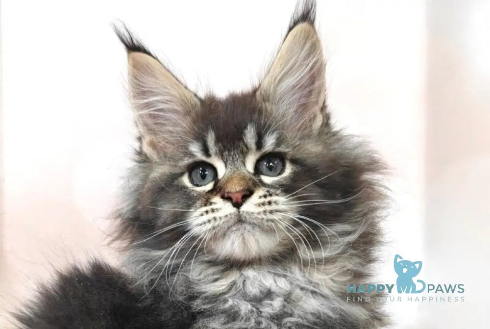 Favourite Maine Coon male black ticked tabby live animals