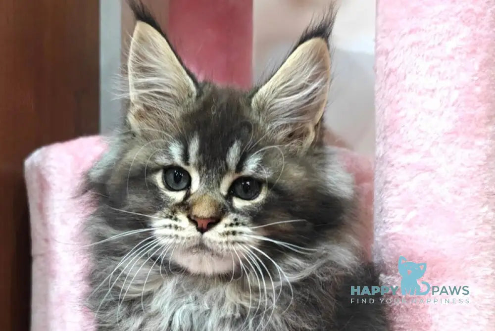 Favourite Maine Coon male black ticked tabby live animals