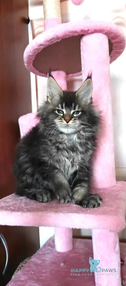 Favourite Maine Coon male black ticked tabby live animals