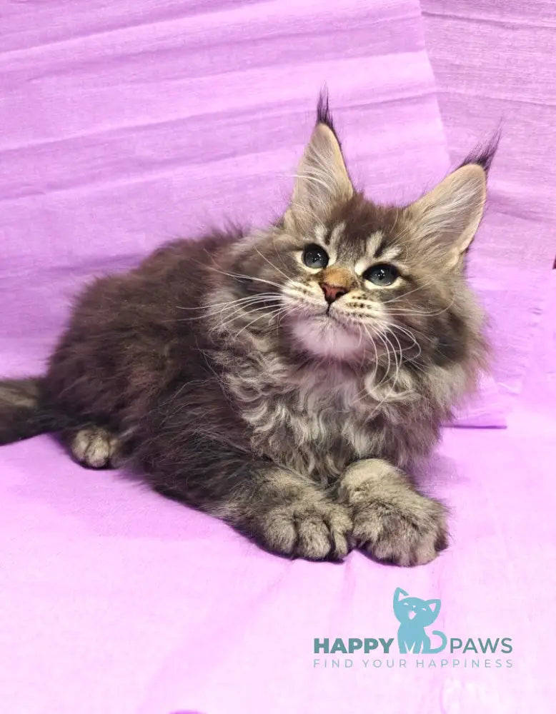 Favourite Maine Coon male black ticked tabby live animals