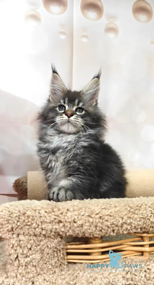 Favourite Maine Coon male black ticked tabby live animals