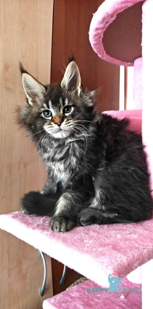 Favourite Maine Coon male black ticked tabby live animals