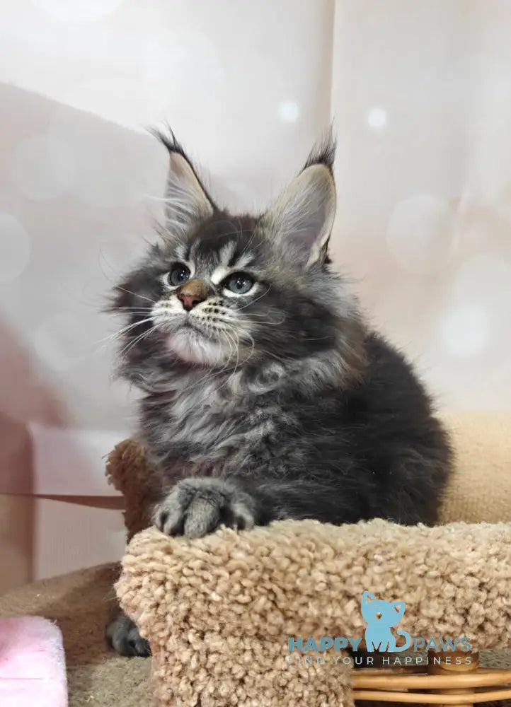 Favourite Maine Coon male black ticked tabby live animals