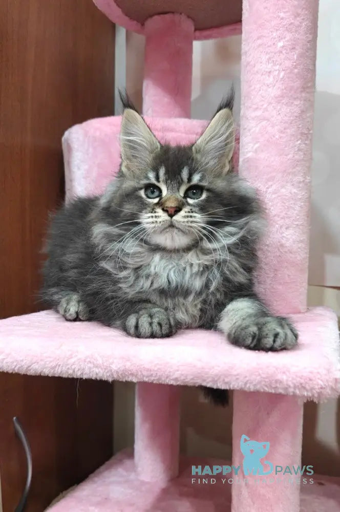 Favourite Maine Coon male black ticked tabby live animals