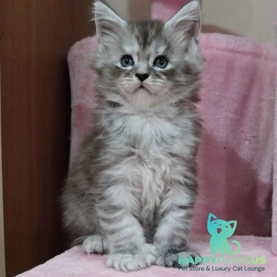 Favourite Maine Coon polydactyl 6x6x6x6 male black silver ticked tabby - live animals