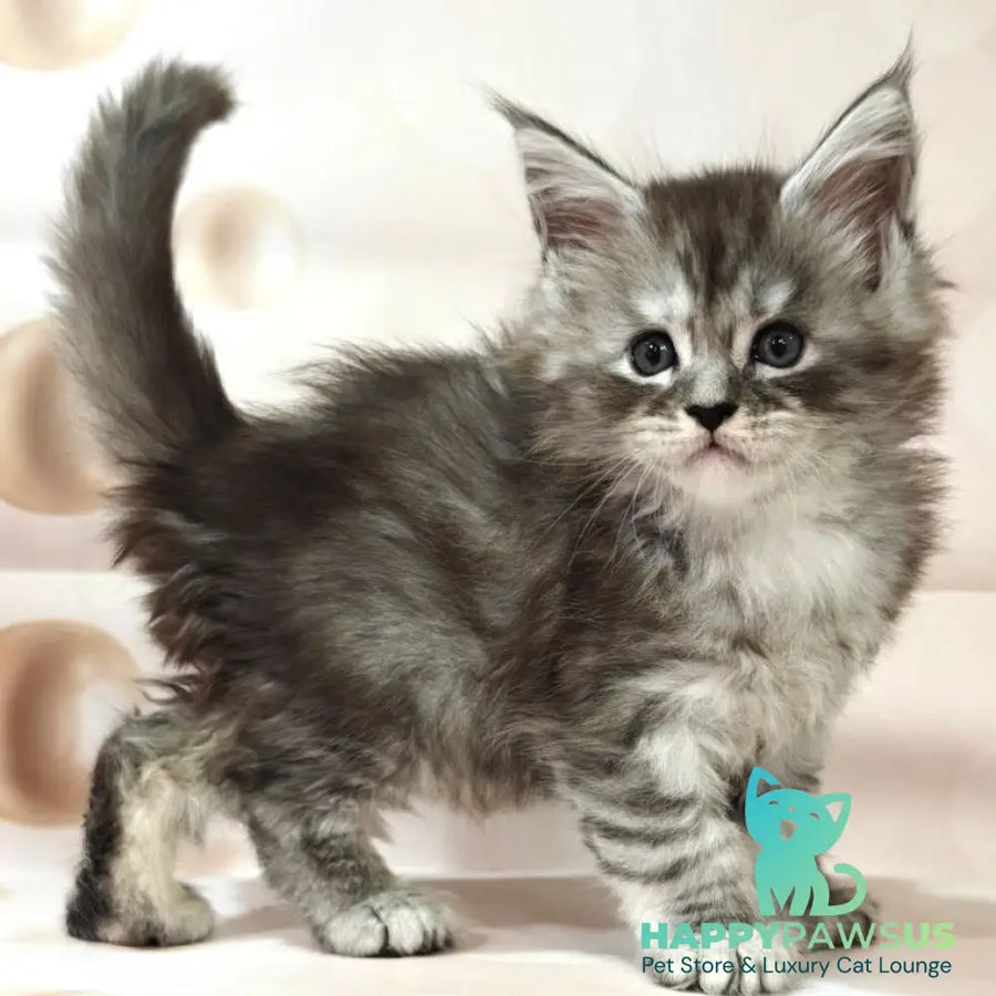 Favourite Maine Coon polydactyl 6x6x6x6 male black silver ticked tabby - live animals