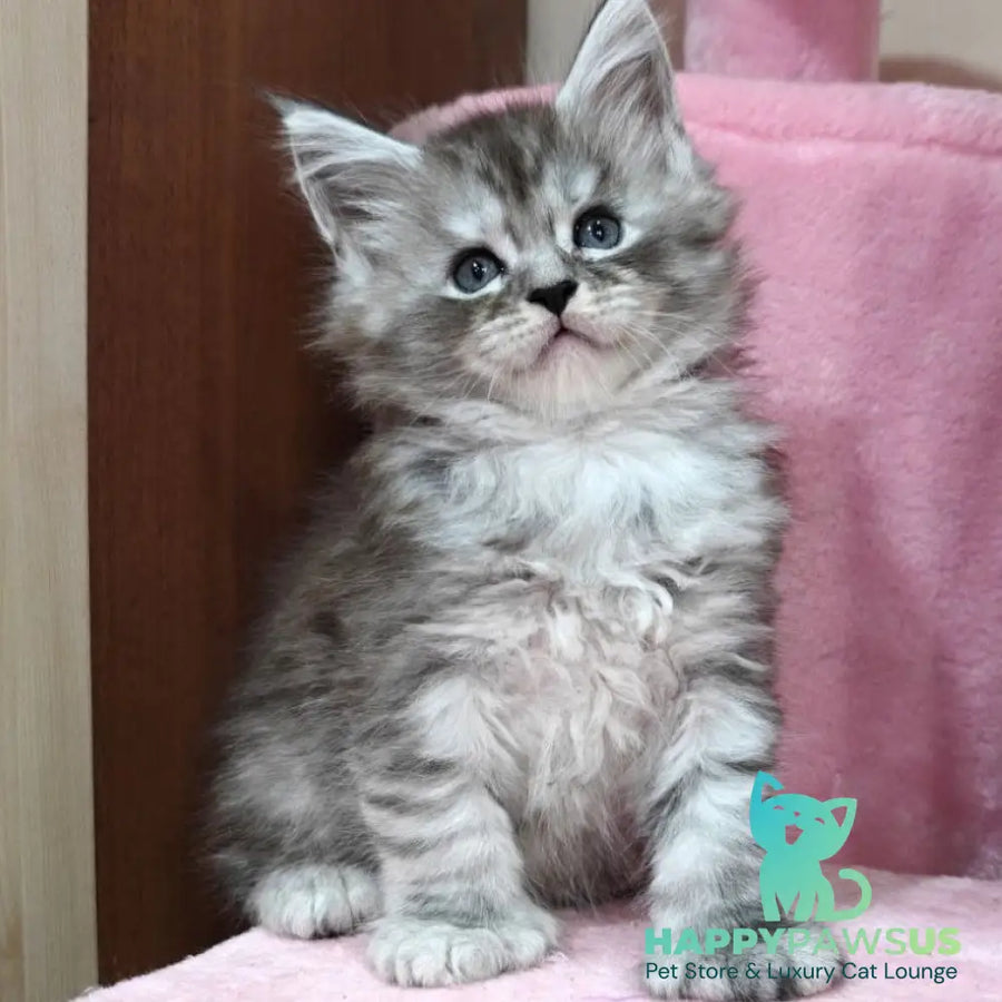 Favourite Maine Coon polydactyl 6x6x6x6 male black silver ticked tabby - live animals