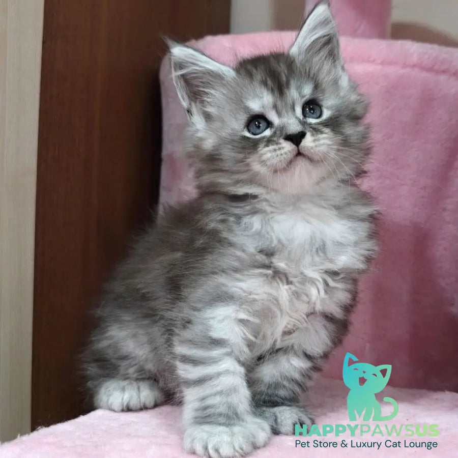 Favourite Maine Coon polydactyl 6x6x6x6 male black silver ticked tabby - live animals