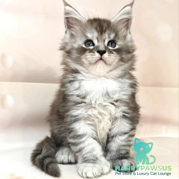 Favourite Maine Coon polydactyl 6x6x6x6 male black silver ticked tabby - live animals