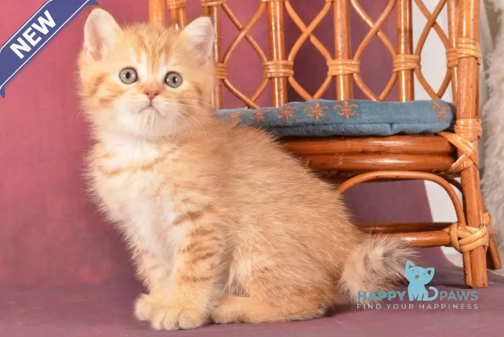Fayer Scottish Straight male chocolate golden spotted tabby - live animals