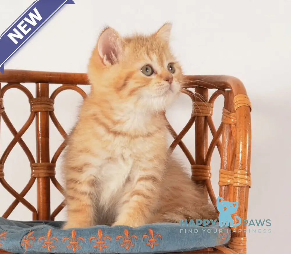 Fayer Scottish Straight male chocolate golden spotted tabby - live animals