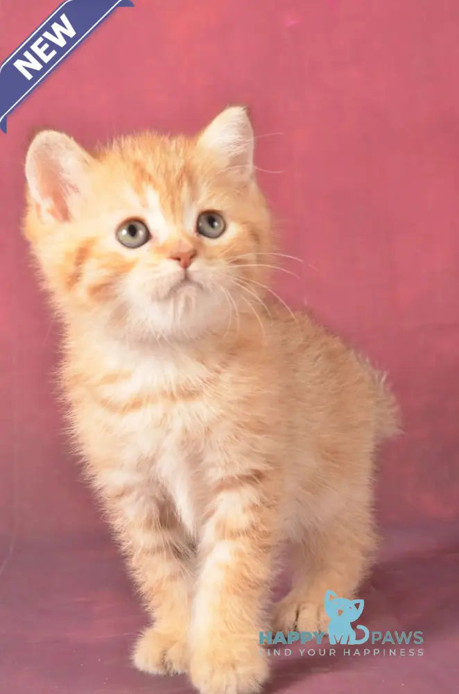 Fayer Scottish Straight male chocolate golden spotted tabby - live animals