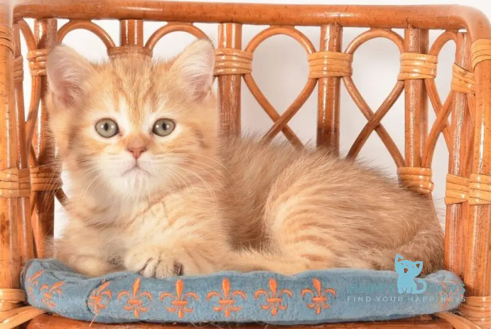 Fayer Scottish Straight male chocolate golden spotted tabby - live animals