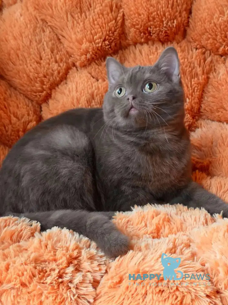 Fayna British Shorthair female cinnamon live animals