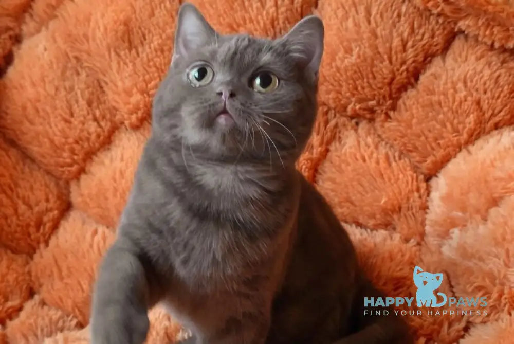 Fayna British Shorthair female cinnamon live animals