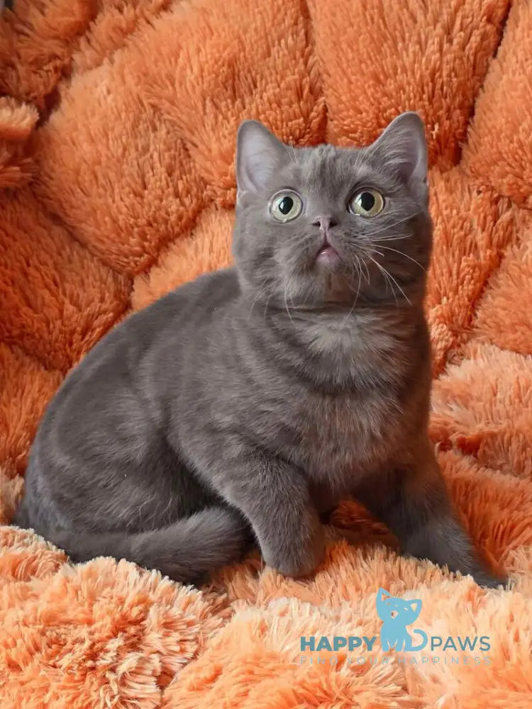 Fayna British Shorthair female cinnamon live animals