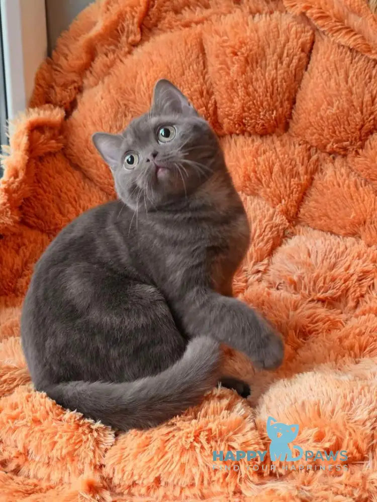 Fayna British Shorthair female cinnamon live animals