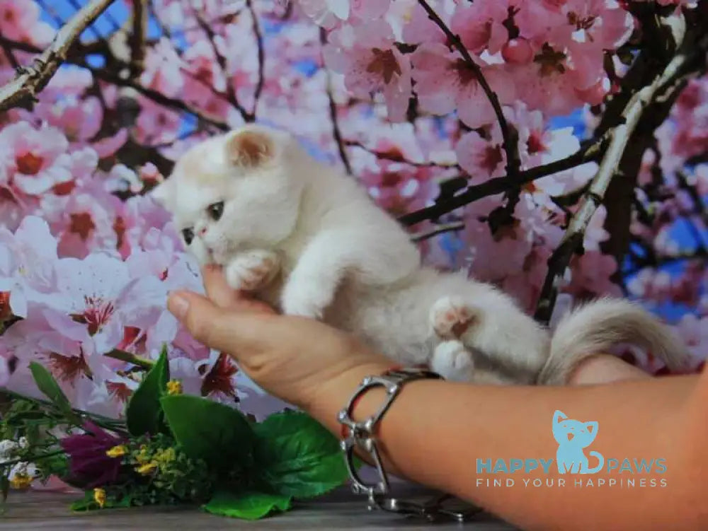 Fayra Exotic female cream harlequin live animals