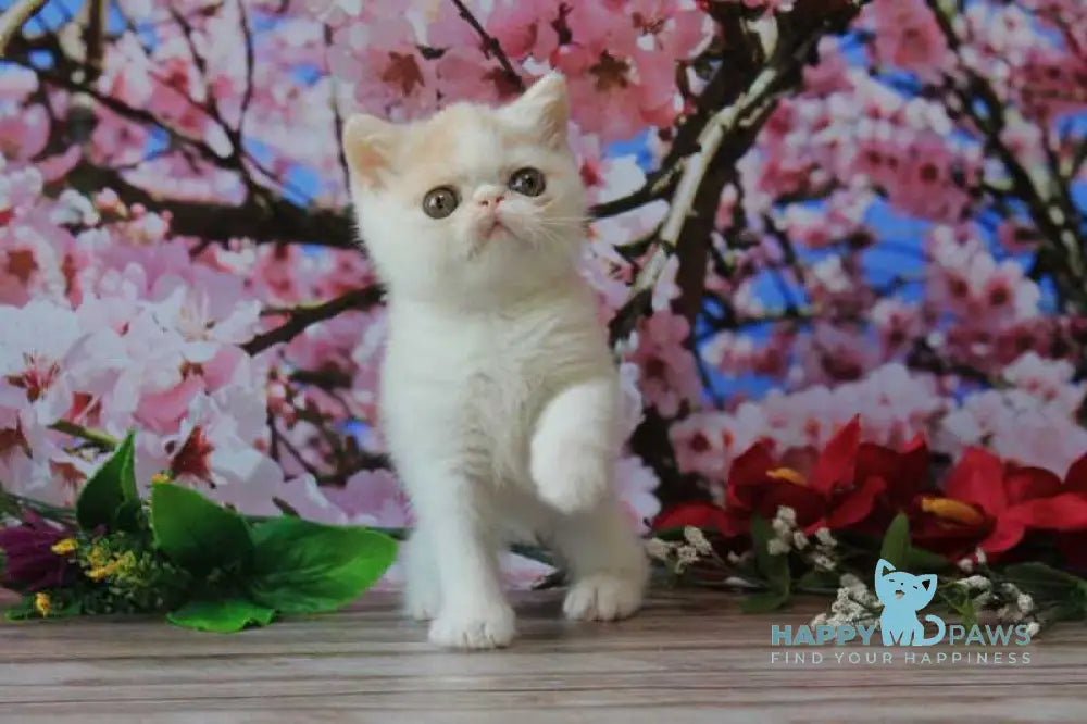 Fayra Exotic female cream harlequin live animals