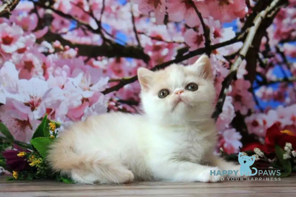 Fayra Exotic female cream harlequin live animals