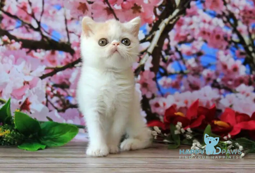 Fayra Exotic female cream harlequin live animals