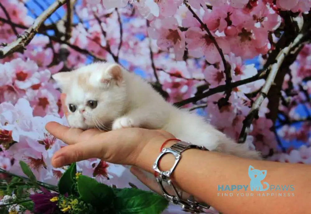 Fayra Exotic female cream harlequin live animals