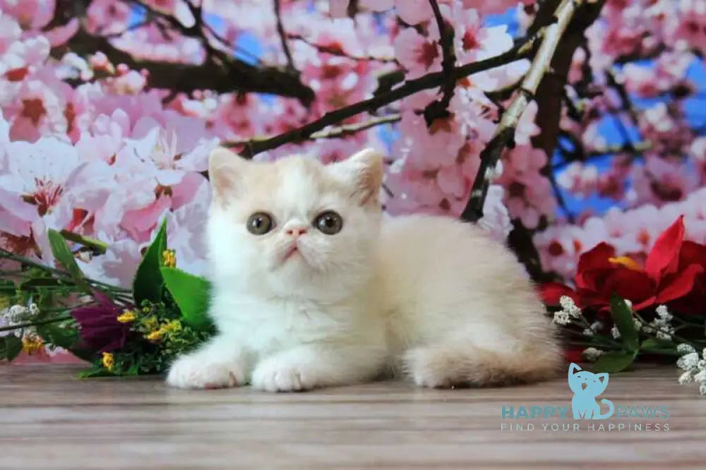 Fayra Exotic female cream harlequin live animals