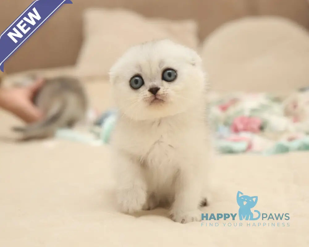 Fayst Scottish Fold male black silver shaded live animals