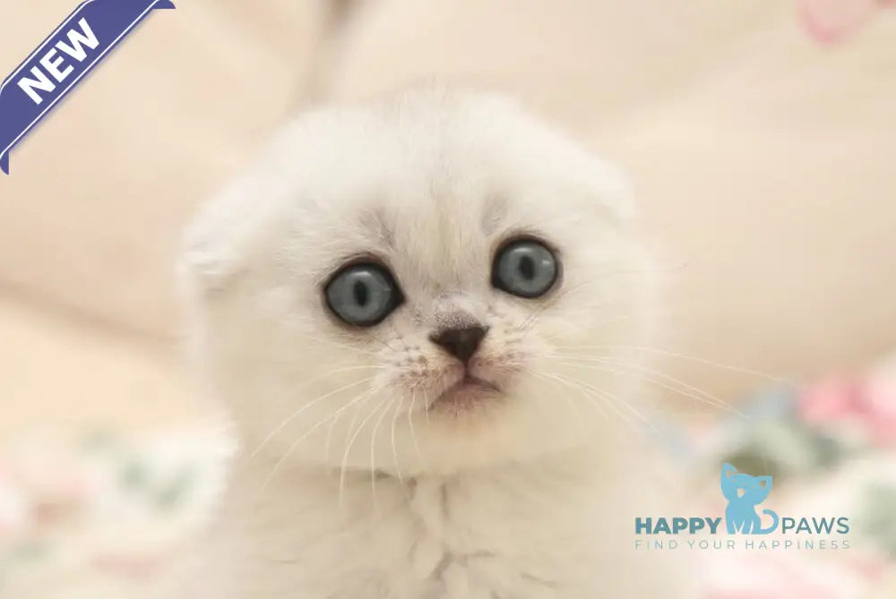 Fayst Scottish Fold male black silver shaded live animals