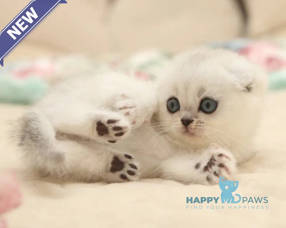 Fayst Scottish Fold male black silver shaded live animals